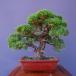 ( АО ) один .. подлинный Kashiwa shohin bonsai |..30 год 