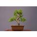 ( АО ) один .. нить рыба река подлинный Kashiwa shohin bonsai |..8 год 