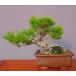 ( АО ) один .. сосна Тунберга shohin bonsai |..30 год 