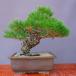 ( АО ) один .. сосна Тунберга средний товар бонсай |..40 год 