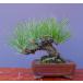 ( АО ) один .. сосна Тунберга shohin bonsai |..30 год 