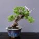 ( АО ) один .. подлинный Kashiwa shohin bonsai |..25 год 