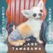 �� �� iDog UN_AGE TAMAGAWA �y�b�g������ �A�C�h�b�O �b��t���� �� ���J�o���[ �֘A�摜2