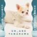 �� �� iDog UN_AGE TAMAGAWA �w���J���^���N �A�C�h�b�O �b��t���� �� ���J�o���[ �֘A�摜2