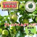  яблоко b Len высокий m orange 3kg ( Neo Nico chinoido не использование иметь машина Lynn не использование убийца сорняков не использование ) предварительный заказ распродажа 2026 год 9 месяц последняя декада после отправка Nagano префектура .. блок производство есть перевод для бытового использования 