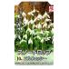  цветок. Yamato луковица snow Drop L wesi-10 лампочка 