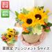�ċG���� �Č��� �A�����W�����g S�T�C�Y �� �a���� ���j�� �M�t�g �v�`�M�t�g�ɂ������� ���j�� �y�b�g �v���[���g ���~�E�A��