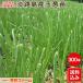 ( предварительный заказ товар ) лук репчатый рассада Awaji Island производство 300шт.@. сырой товар вид 7 сокровищ лук рассада лук репчатый рассада # шар лук порей рассада 300шт.@ 7 сокровищ #