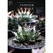 INDOOR JUNGLE ( Индия a Jean gru)No.11 2026 год 11 месяц номер 
