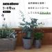 amabro �A�[�g�X�g�[�� ������M�Z�b�g �v�����^�[ SS �� 5-6�� �����^�C�v �����Y��h�~ ART STONE �K�[�f�j���O �֘A�摜1