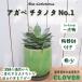 агава chitanotaNo.1 номер один суккулентное растение товар ограничен керамика салон модный вид ..... декоративное растение интерьер рекомендация редкий редкость 
