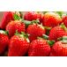  China production strawberry 500g