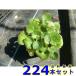 yukino under ( snow. under ) 9.0p 224ps.@ ground cover undergrowth .. prevention 