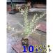 ڡڡ Сץڥå (ץڥå)  13.5ݥå          10      0.5   13.5ݥå