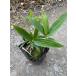  почвопокровные растения медведь The sa( медведь .) 10.5cm pot 1 шт. 10.5cm pot почвопокровные растения подлесок .. предотвращение 