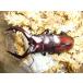  Prosopocoilus inclinatus *50mmUP пара 