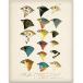 ¹͢ʡ 1905 North American Birds Illustration - 11x14 Unframed Art Print - Great Home Decor and Gift for Bird Watchers Under $15