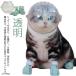  кошка для маска намордник foot с чехлом прозрачный домашнее животное маска космос headgear намордник "дышит" кошка ветеринарный воротник вентиляция кошка .. кусачки для ногтей инструмент для оказания помощи уголок уборка автомобиль 