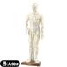  human body model sun po -eskyua(S+CURE). hole doll (. hole model ) man ( large ) 50cm (SR-0201)
