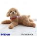  soft toy Dakimakura poodle dog real animal genuine article completely soft . cushion toy poodle .. upbringing .... character 