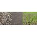 �Ő��̎�E�������΂�ۂ�TOP-GREEN 500g(��) �֘A�摜5