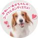 �s�b�R���[�l �������� �� �q�� �q�ǂ� �v���[���g �M�t�g �ߋ� �ʂ������ �N���X�}�X�v���[���g �����ʂ������ �֘A�摜3