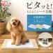  dog toilet dog toilet toilet training tray pet sheet pet toilet Iris o-yama regular dog dog for small size dog stylish simple SQDT-482R