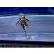 (A181) желтый спот Star Crown Plecostomus ±5cm