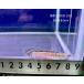 1 шт только поступление!(A258) далматинец * обод балка ta±6cm