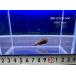 (A307) пик! imperial красный Hill Stream low chi[ Indonesia производство ] ±5cm