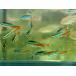 [ продается в комплекте ] распродажа!! neon Tetra 8 шт комплект 