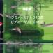 [ продается в комплекте ]lami нос Tetra 10 шт pigmi- Corydoras 5 шт комплект 