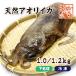 天然アオリイカ　国産　LLサイズ 1.0/1.2kg 冷凍[魚介類]