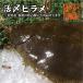 活〆　ヒラメ　　三重県産（養殖）１枚　800ｇ　[魚介類]