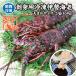 sashimi для Исэ город море ... рефрижератор довольно большой размер 2 хвост входить 650g бесплатная доставка [.. рефрижератор Исэ город море .]