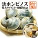 . ho mbinos. extra-large size 4~6 piece entering approximately 1kg[ shellfish ]
