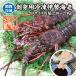  sashimi для Исэ город море ... рефрижератор стандарт размер 230~270g [ sashimi для Исэ город море .]( входить число :1 хвост )