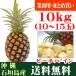 pi-chi сосна 10kg 10~15 шар Ishigakijima производство массовая закупка * кейс специальная цена 