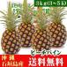  Ishigakijima pi-chi pine 3kg 3~5 sphere free shipping 