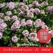 �����M�J�E���X�^�C���i�n�[�u�j40�|�b�g�i9cm�|�b�g�c�j