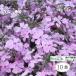  газонная трава Sakura глициния .10 pot фиолетовый цветок (9cm pot рассада x10)
