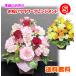 �y�����w��z�G�߂̂��� ���܂��� ���j�� �A�����W�����g S�T�C�Y �� ���� �a���� �J�X�j ���N ���� ���w ���� �ސE ���� ��̓� �������� �摜�z�M ��������