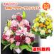 [ на день указание возможно ] сезон. . цветок случайный праздник аранжировка M размер цветок живые цветы день рождения открытие праздник годовщина брак входить .. индустрия . работа отправка другой День матери отправка в тот же день изображение распределение бесплатная доставка 