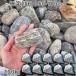 .. река камень 60-100mm 10 пакет комплект итого примерно 200kg сад блокировка садоводство модный DIY цветок . структура .gabi on двор Ishikawa камень природа камень gorota камень 