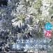 ITANSE �E�G�X�g�����M�A�E�X���[�L�[�z���C�g �ԕc 2.5�������O�|�b�g ��������2�Z�b�g �ԕc �Ԃ̕c �t�����[�K�[�f�� �������� �C�^���Z����
