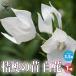 ITANSE �j�[�̕c ����/���N�� �ԕc  3.5�������O�|�b�g�c 1���� �Ԃ̕c �t�����[�K�[�f�� �񂹐A�� �������� �C�^���Z����