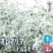 ITANSE �I���A���A ���g���X���[�L�[ �ԕc 3���|�b�g�c 1���� �Ԃ̕c �t�����[�K�[�f�� �񂹐A�� �������� �C�^���Z����
