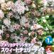 ITANSE America te Мали спирея японская Suite Cherry чай цветок рассада 5 номер горшок 1 шт продажа цветок. рассада цветок сад .... бесплатная доставка i язык se официальный 