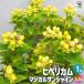 ITANSEhipeli cam magical sunshine цветок рассада 3.5 номер pot /1 шт продажа otogili saw i язык se официальный 