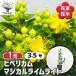 ITANSEhipeli cam magical lime свет цветок рассада 3.5 номер pot /1 шт продажа otogili saw i язык se официальный 